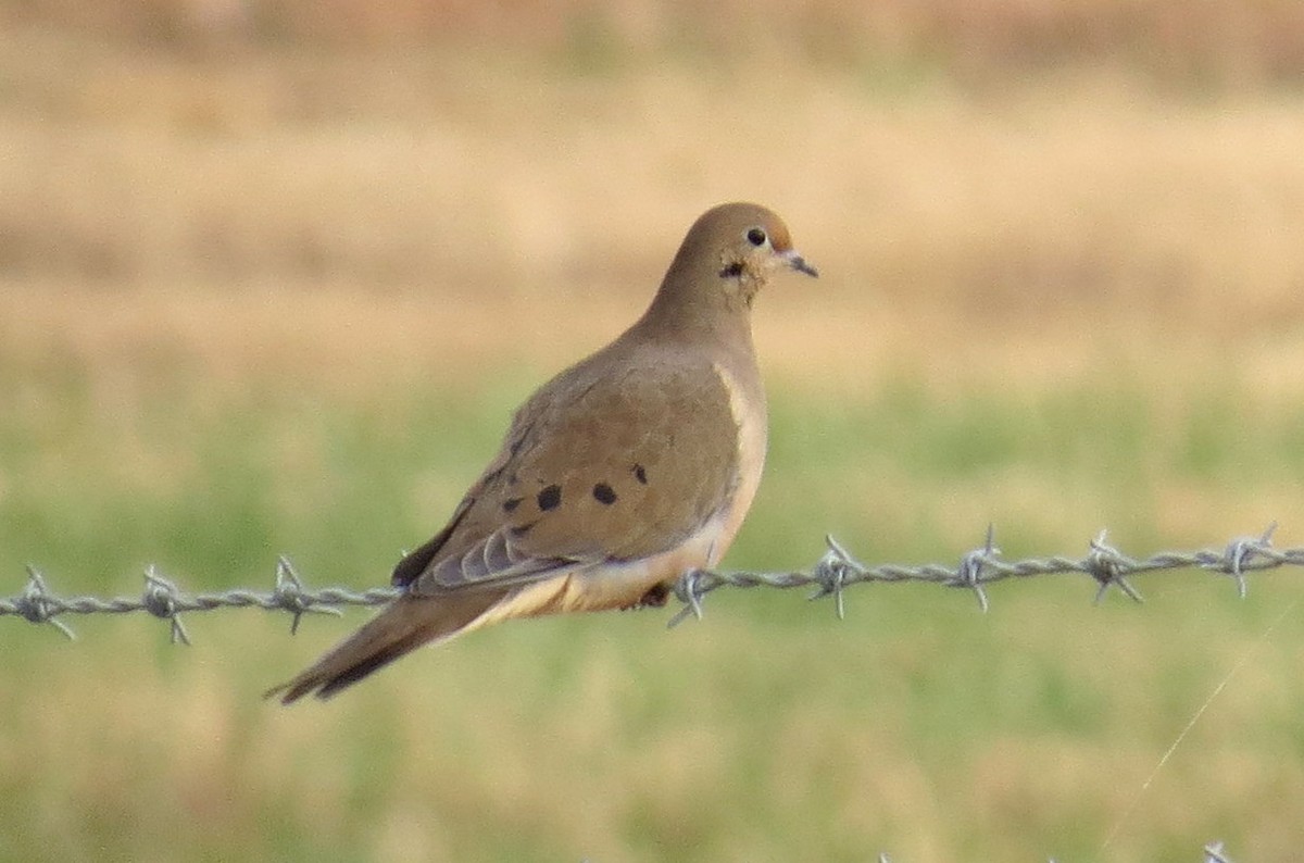 Mourning Dove - Scott Schwenk