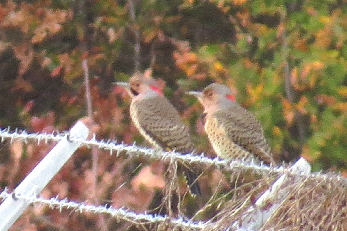 Northern Flicker - Scott Schwenk