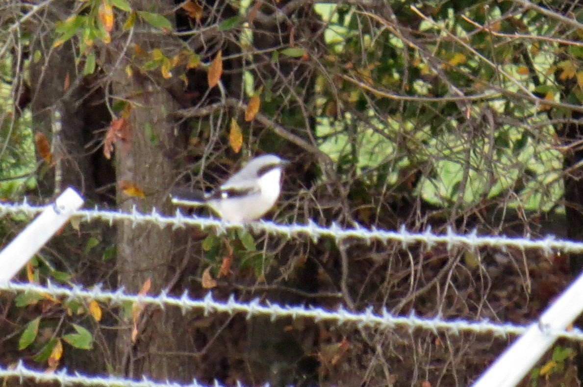 Loggerhead Shrike - ML610987960