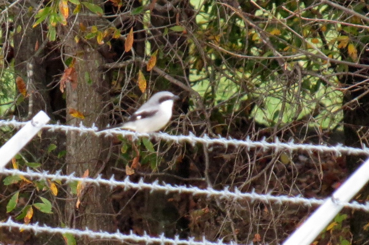 Loggerhead Shrike - ML610987961