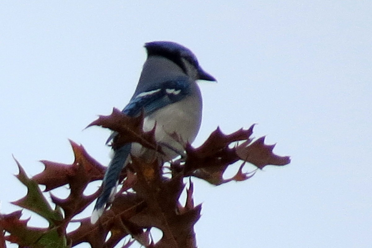 Blue Jay - Scott Schwenk