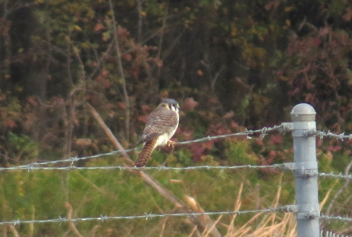 American Kestrel - ML610987968