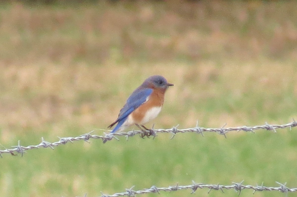 Eastern Bluebird - Scott Schwenk