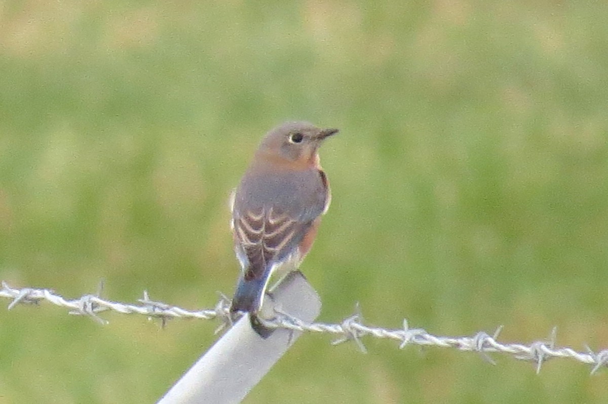 Eastern Bluebird - Scott Schwenk