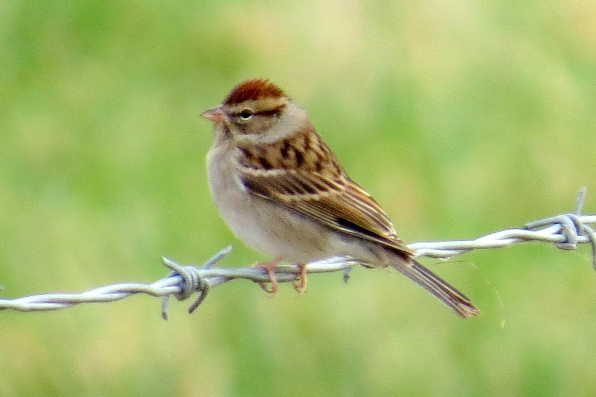 Chipping Sparrow - Scott Schwenk