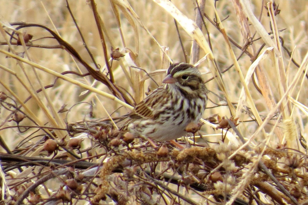 Savannah Sparrow - Scott Schwenk