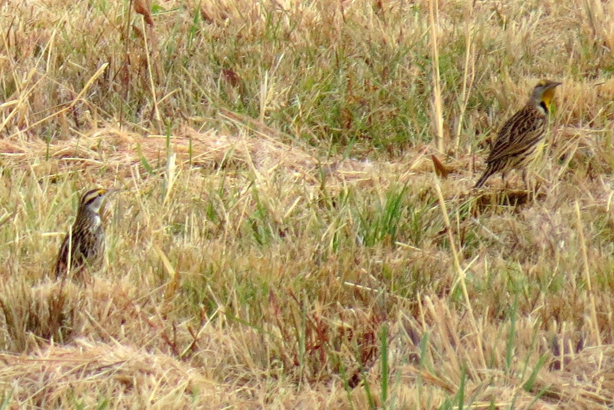 Eastern Meadowlark - ML610988009