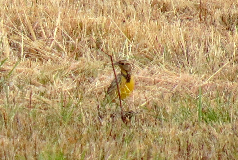 Eastern Meadowlark - Scott Schwenk