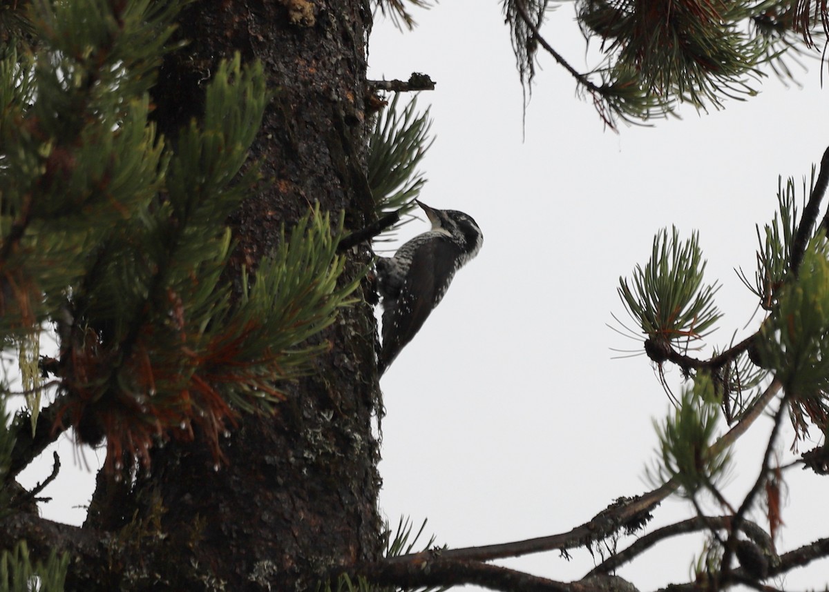 American Three-toed Woodpecker - Andrew S. Aldrich