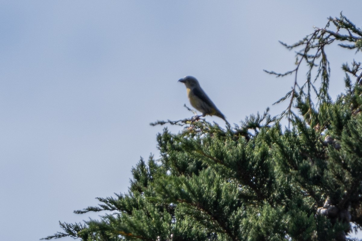 Red Crossbill - ML610988117