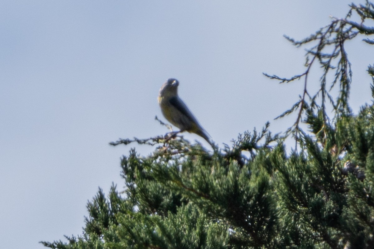 Red Crossbill - ML610988118