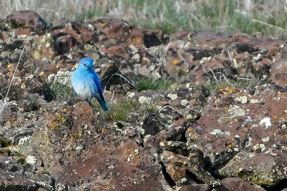 Mountain Bluebird - ML610988120