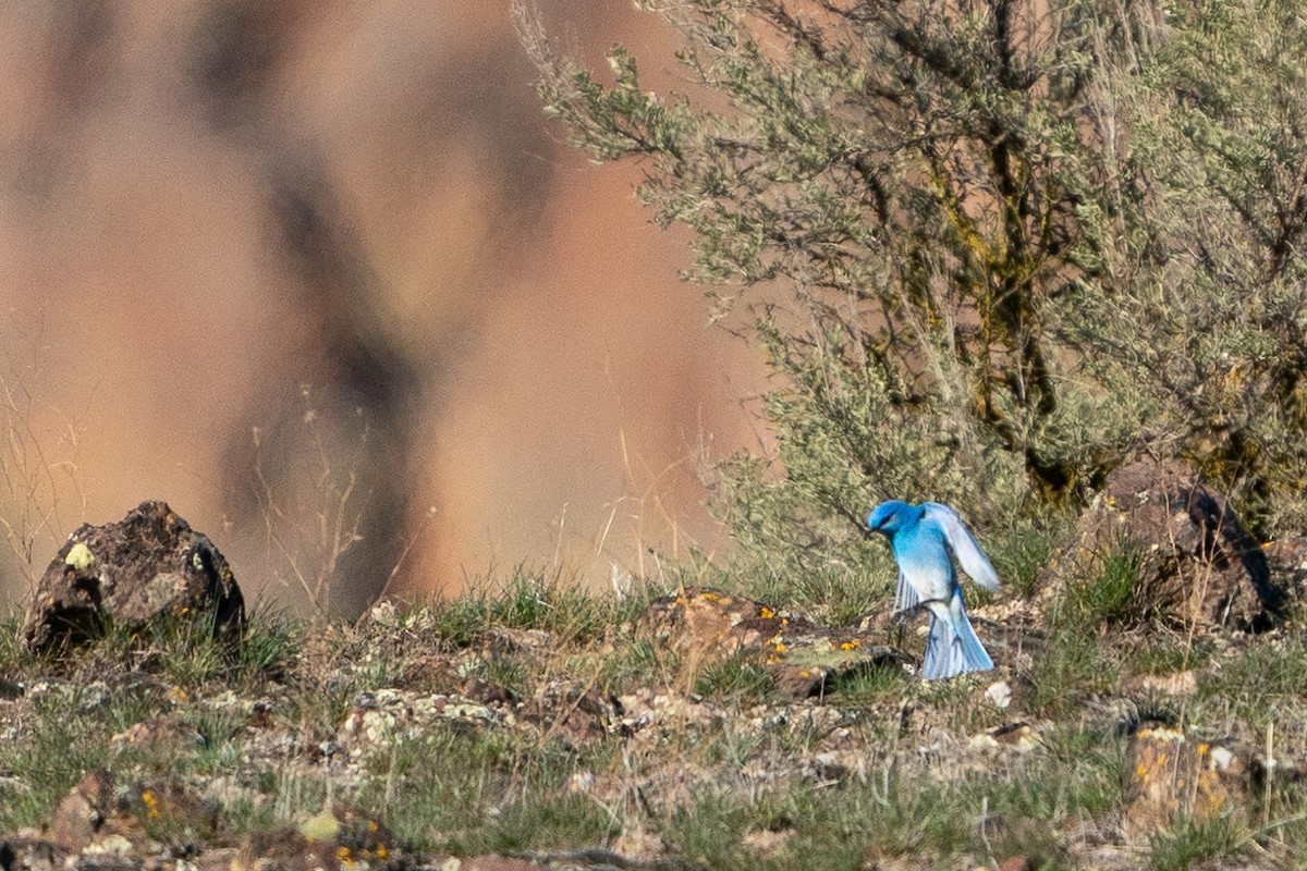 Mountain Bluebird - Lisa Hansen