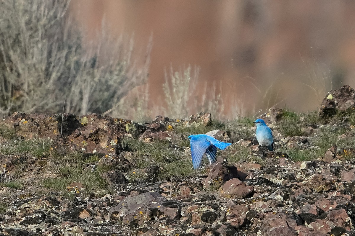 Mountain Bluebird - ML610988122