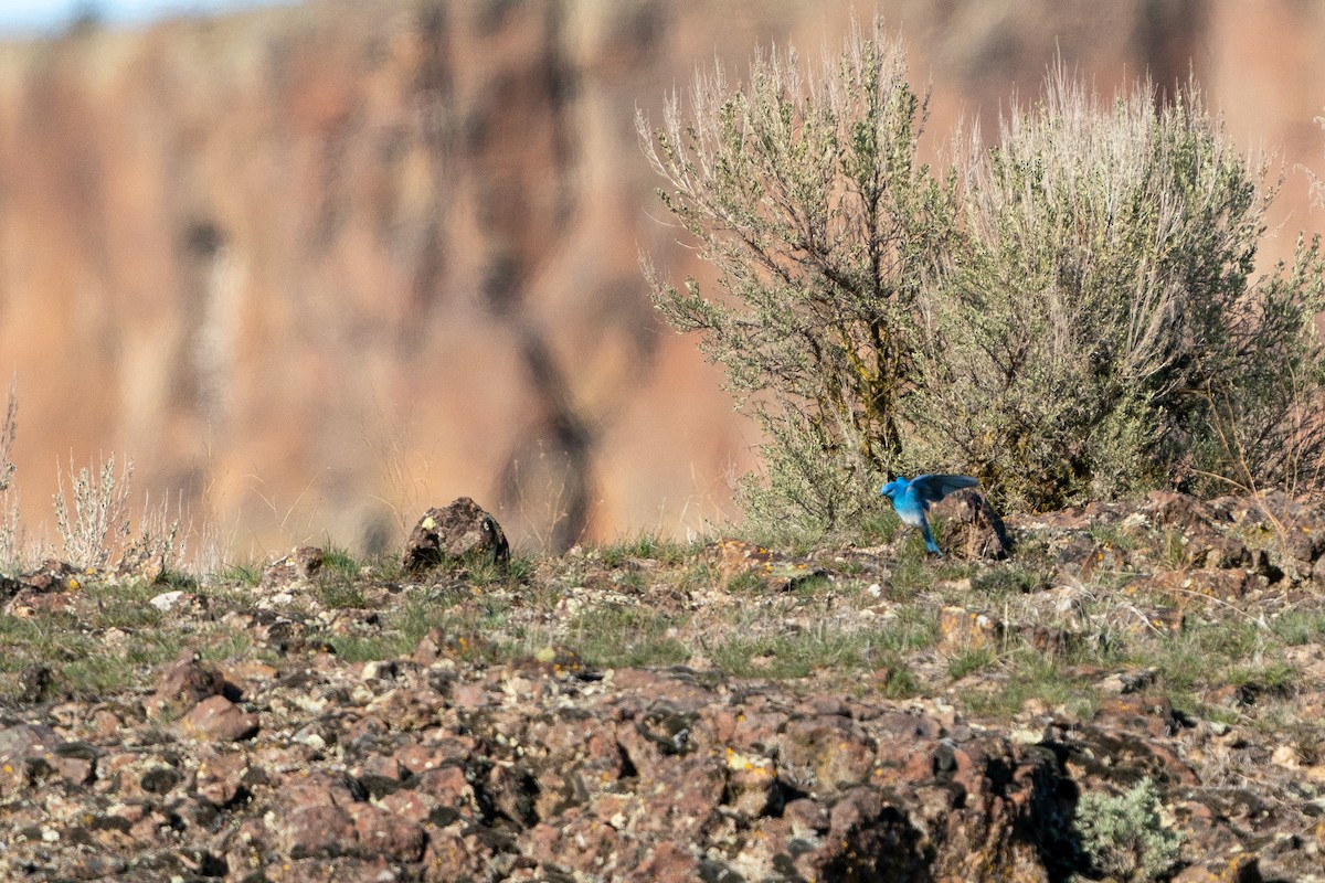 Mountain Bluebird - Lisa Hansen