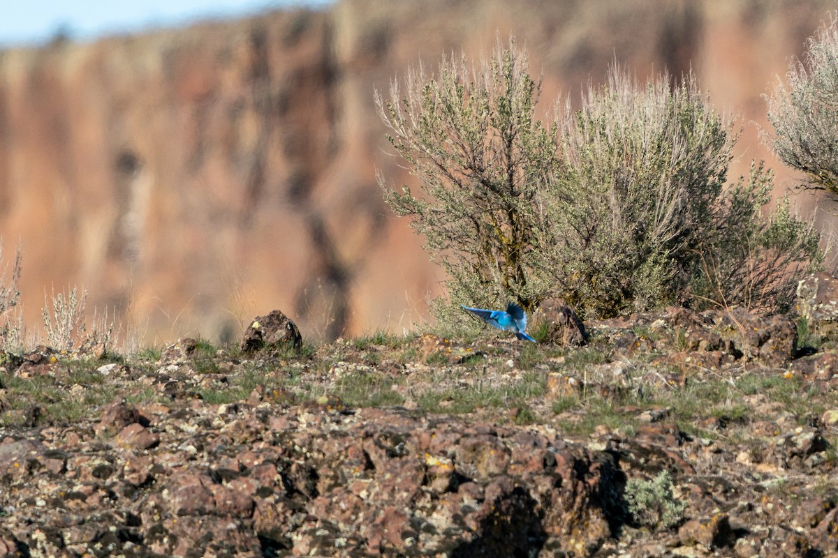 Mountain Bluebird - Lisa Hansen