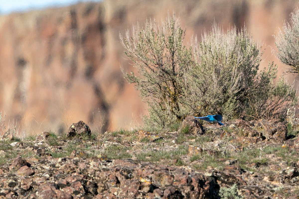 Mountain Bluebird - ML610988129