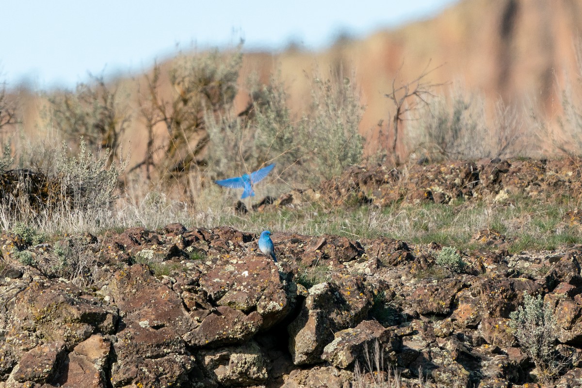 Mountain Bluebird - ML610988130