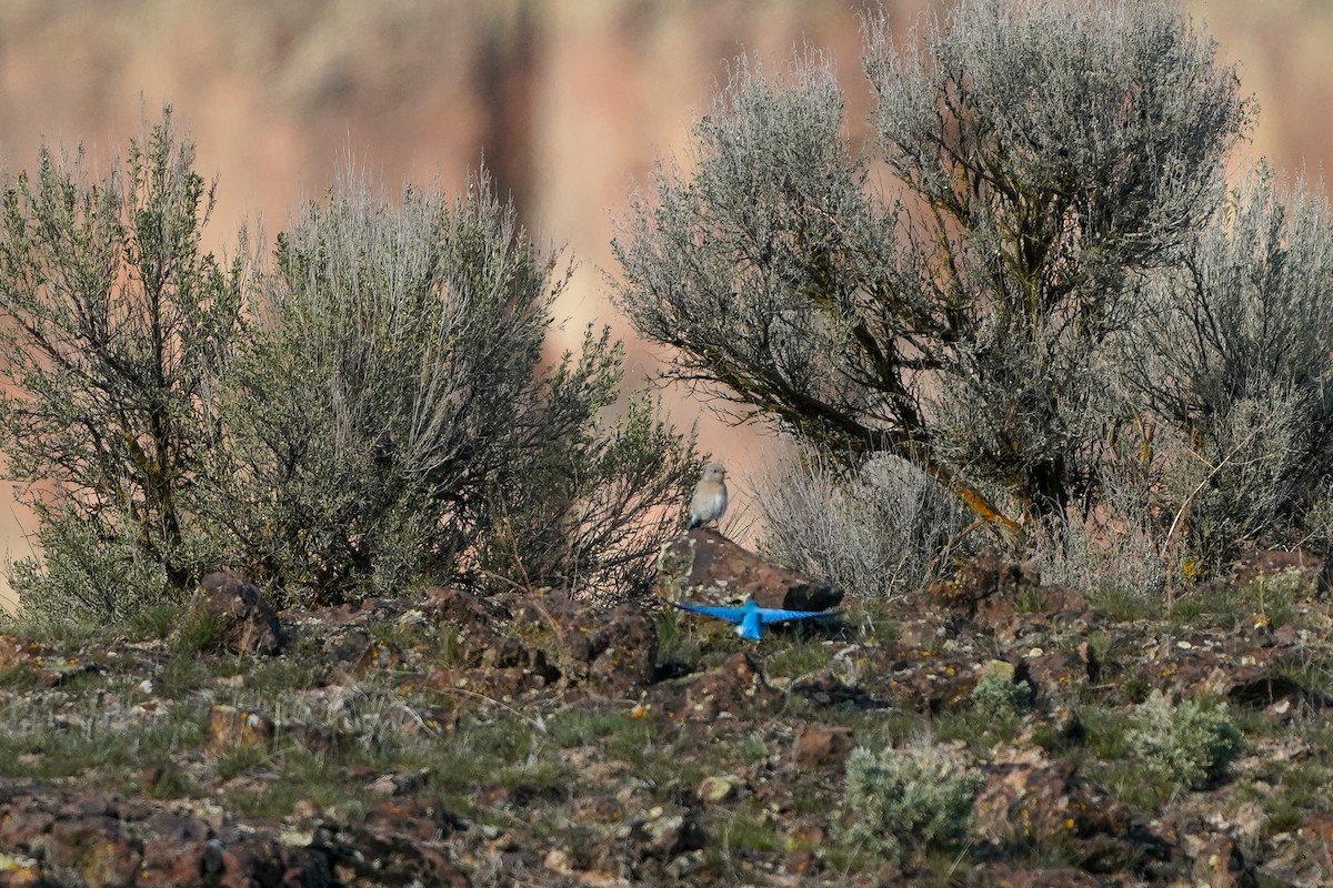 Mountain Bluebird - ML610988131