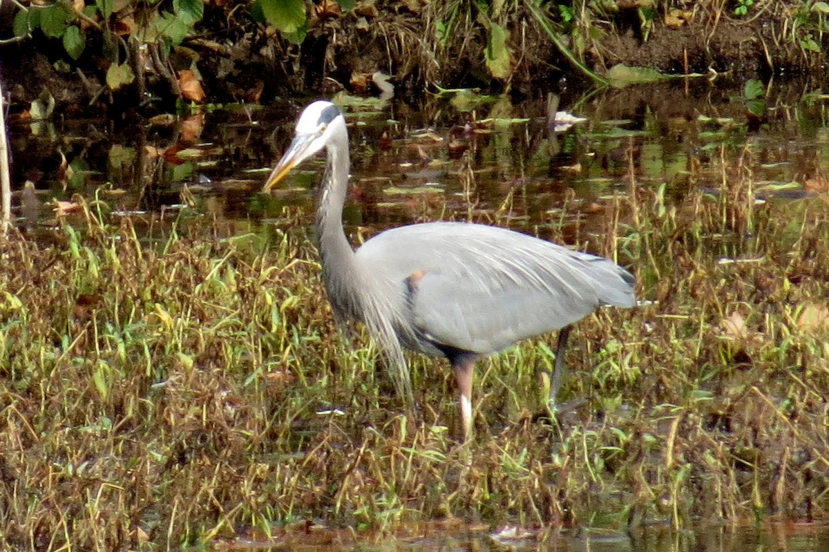 Great Blue Heron - ML610988170