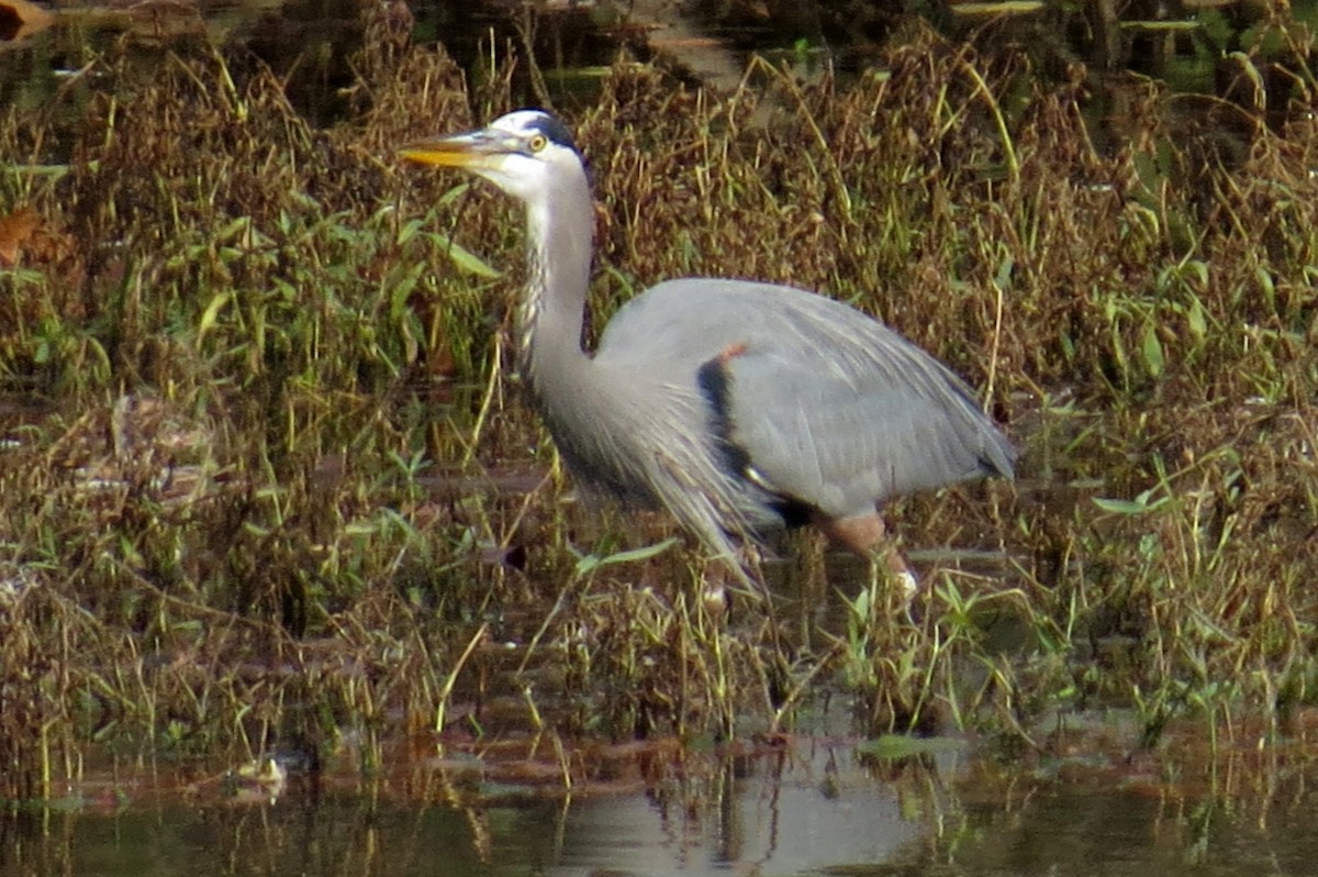 Great Blue Heron - ML610988171