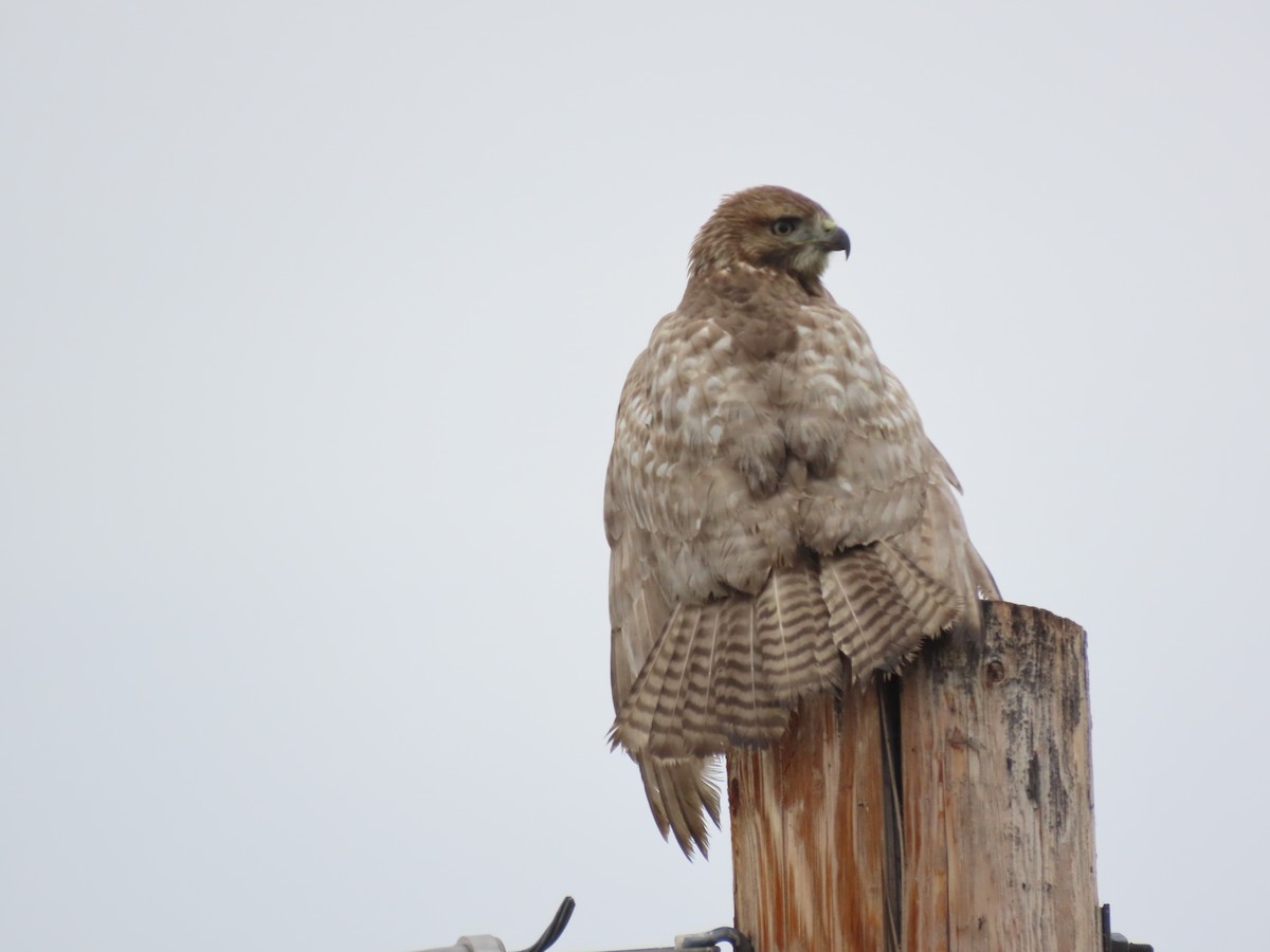 Rotschwanzbussard - ML610988262