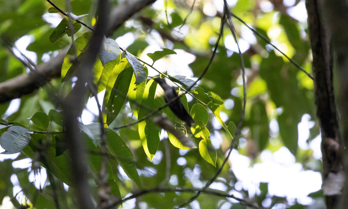 Gray-breasted Sabrewing (largipennis) - Paul Fenwick