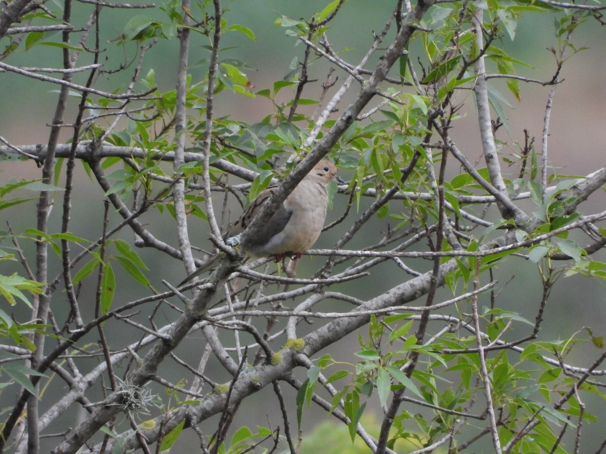 Mourning Dove - ML610988330