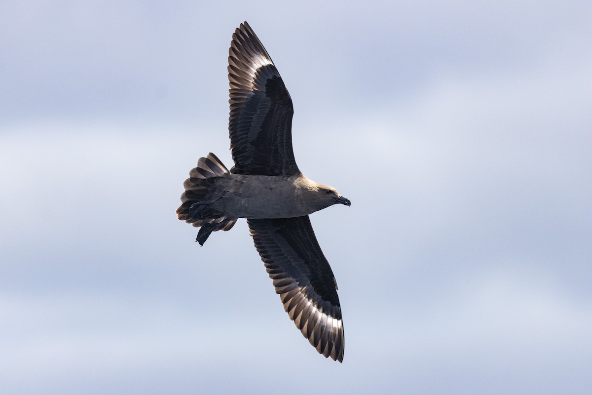 South Polar Skua - Jacob Crisp