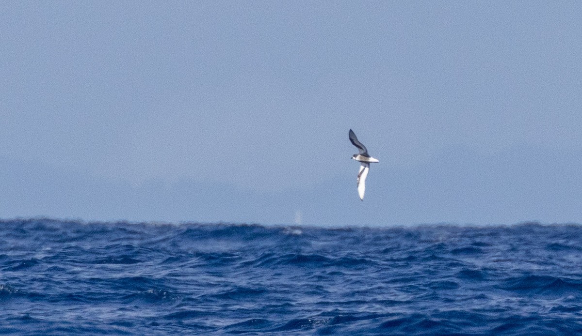 Mottled Petrel - Jacob Crisp