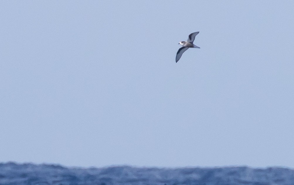 Mottled Petrel - Jacob Crisp