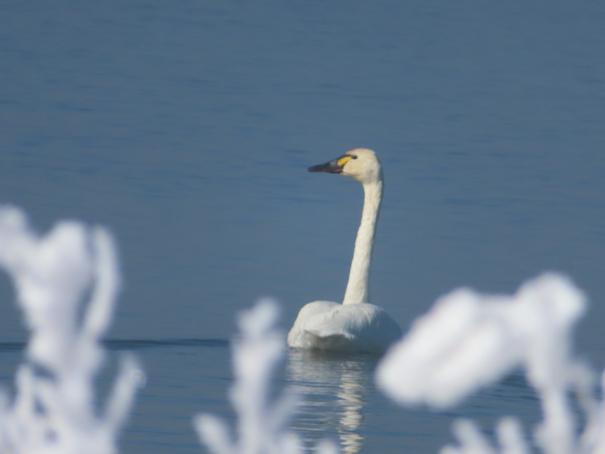 Tundra Swan - Art Hudak