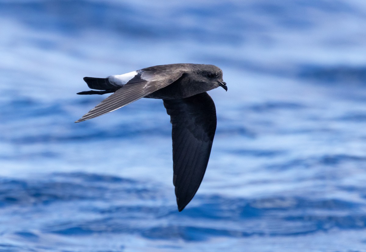 Wilson's Storm-Petrel - ML610988451