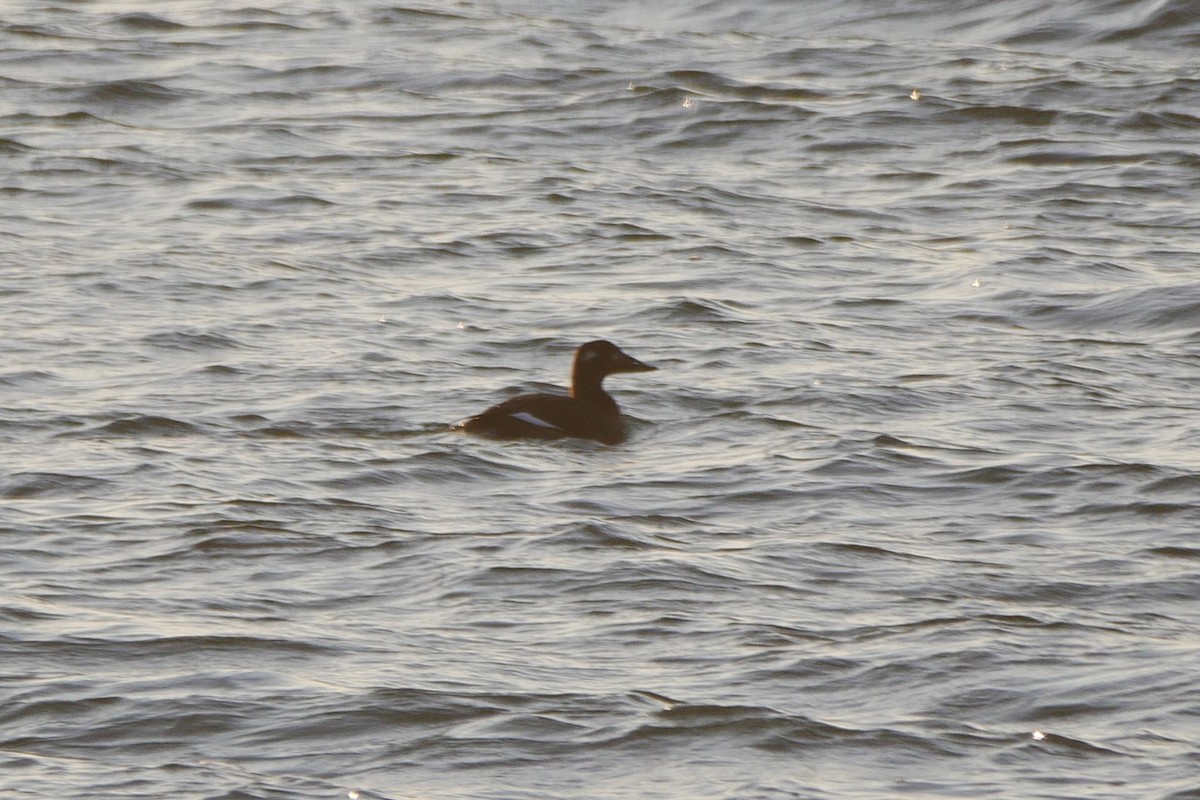 White-winged Scoter - ML610988584