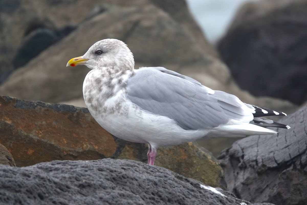 Gaviota Groenlandesa (thayeri) - ML610988614