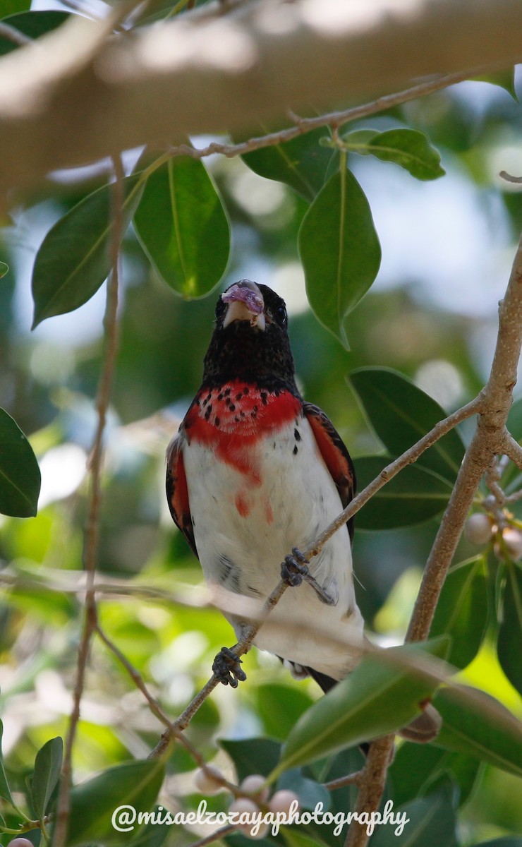 Rose-breasted Grosbeak - ML610988649