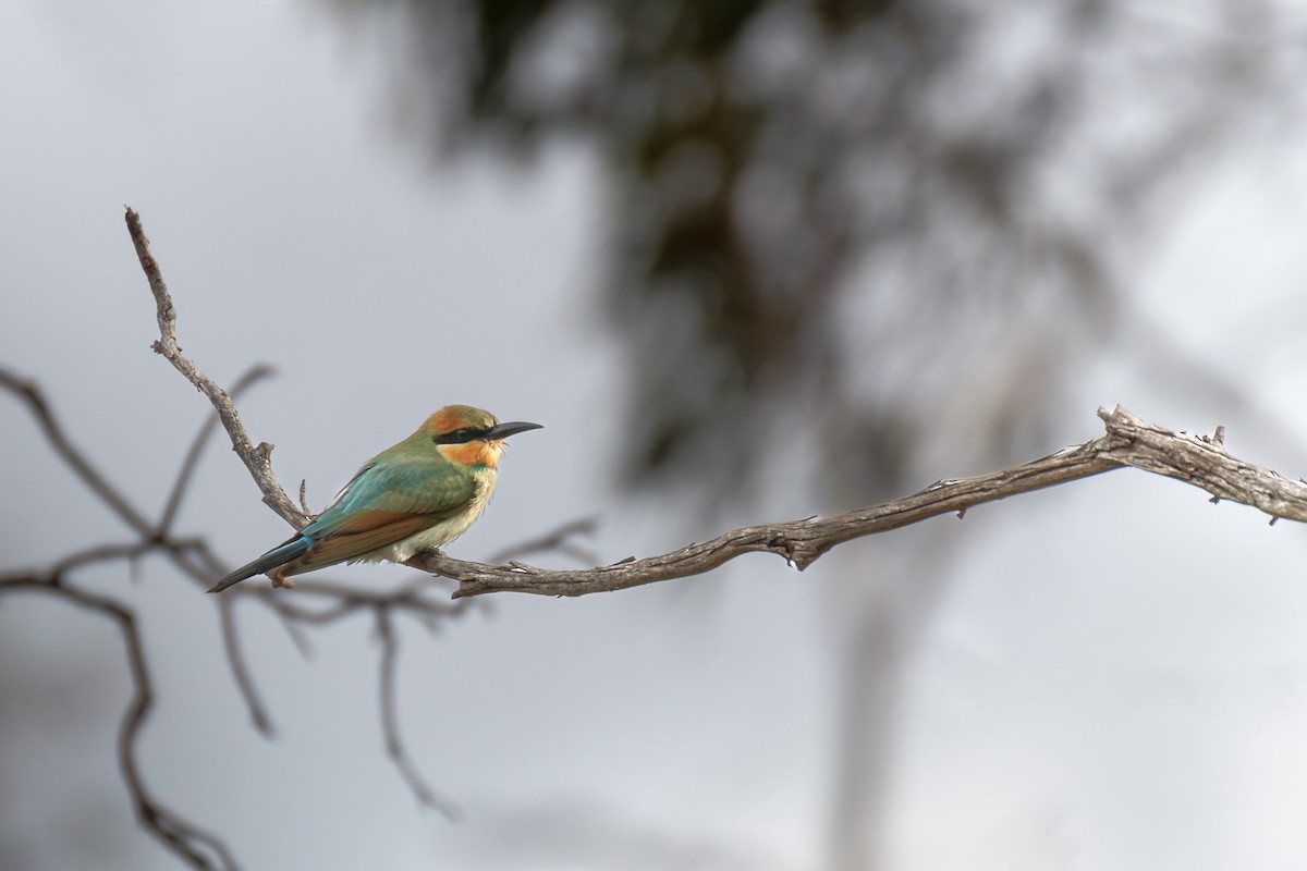 Rainbow Bee-eater - ML610988677