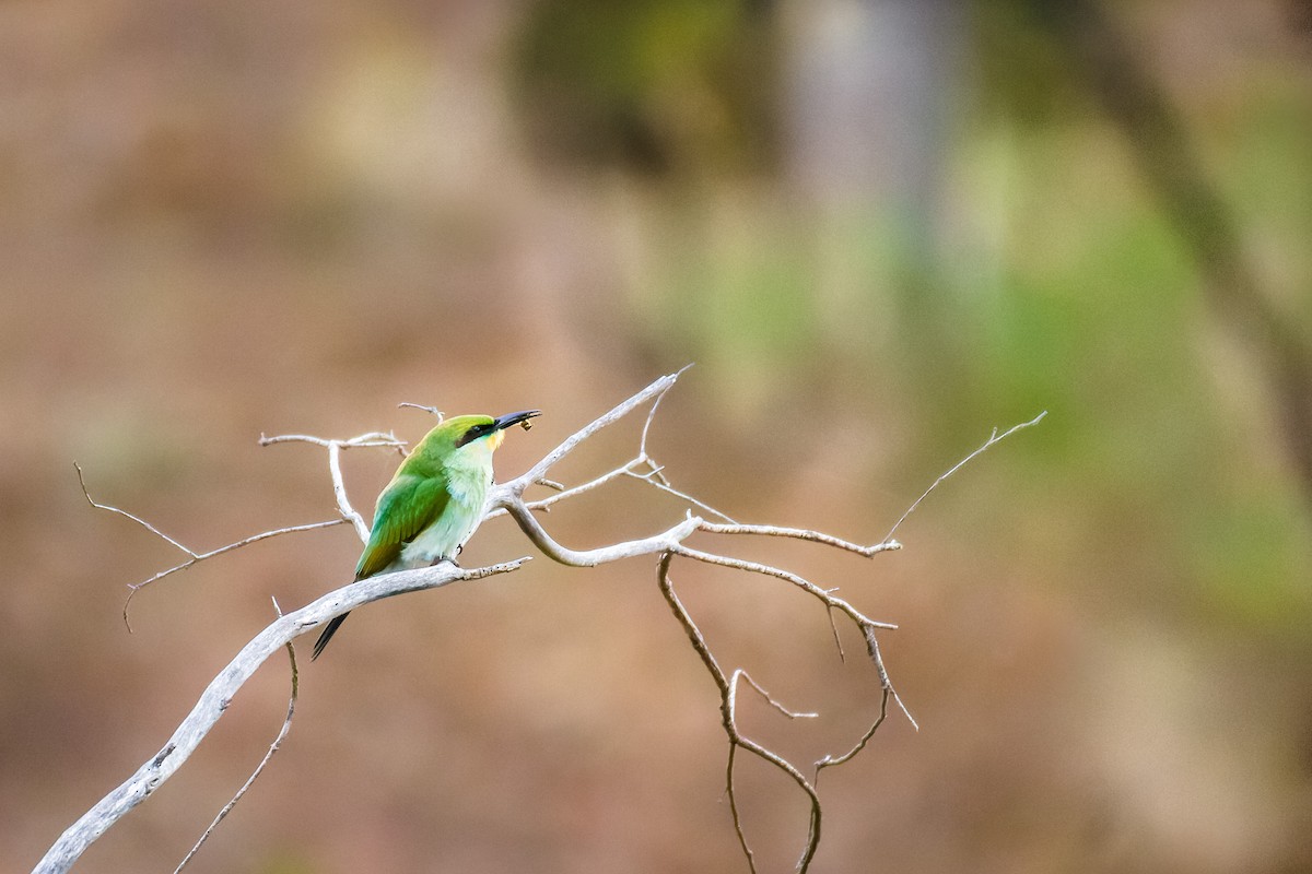 Rainbow Bee-eater - ML610988678