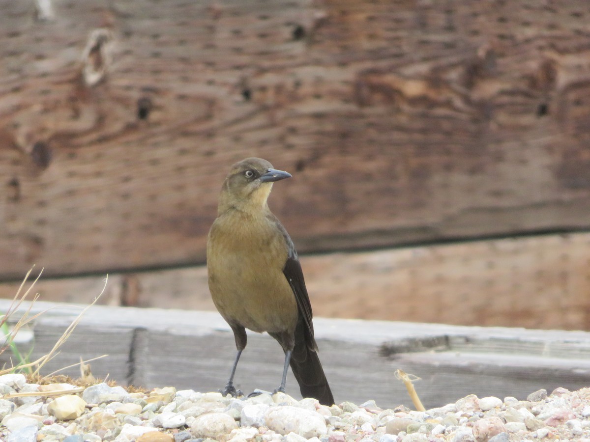 Great-tailed Grackle - ML610988727