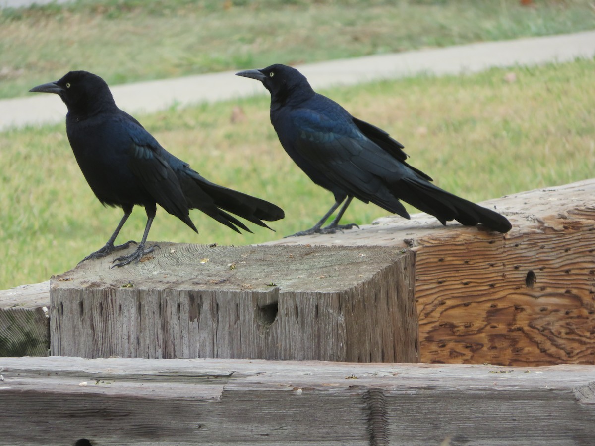 Great-tailed Grackle - ML610988729
