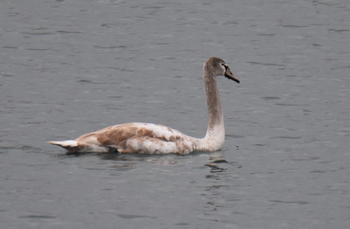 Mute Swan - ML610988909