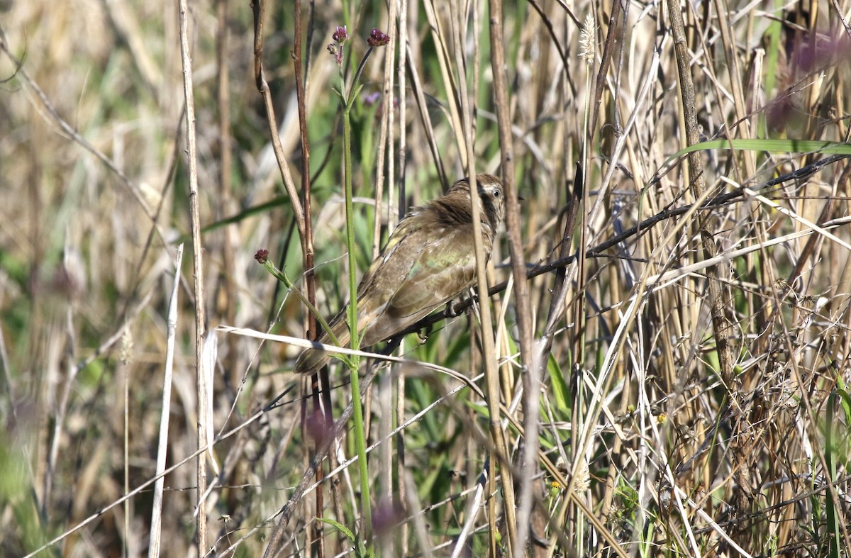 Horsfield's Bronze-Cuckoo - ML610988960