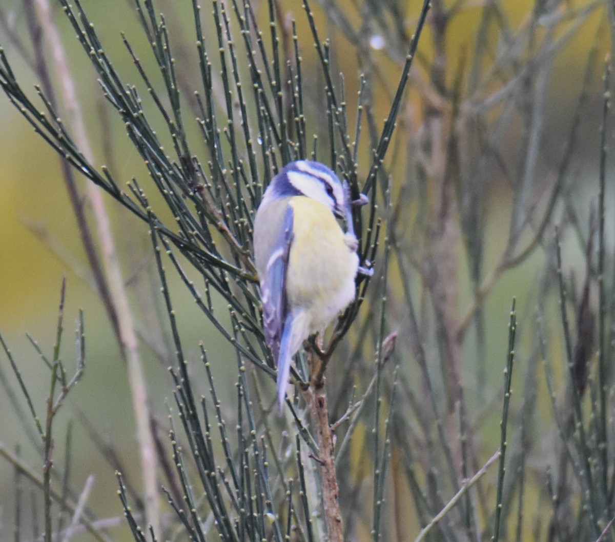 Eurasian Blue Tit - ML610988973