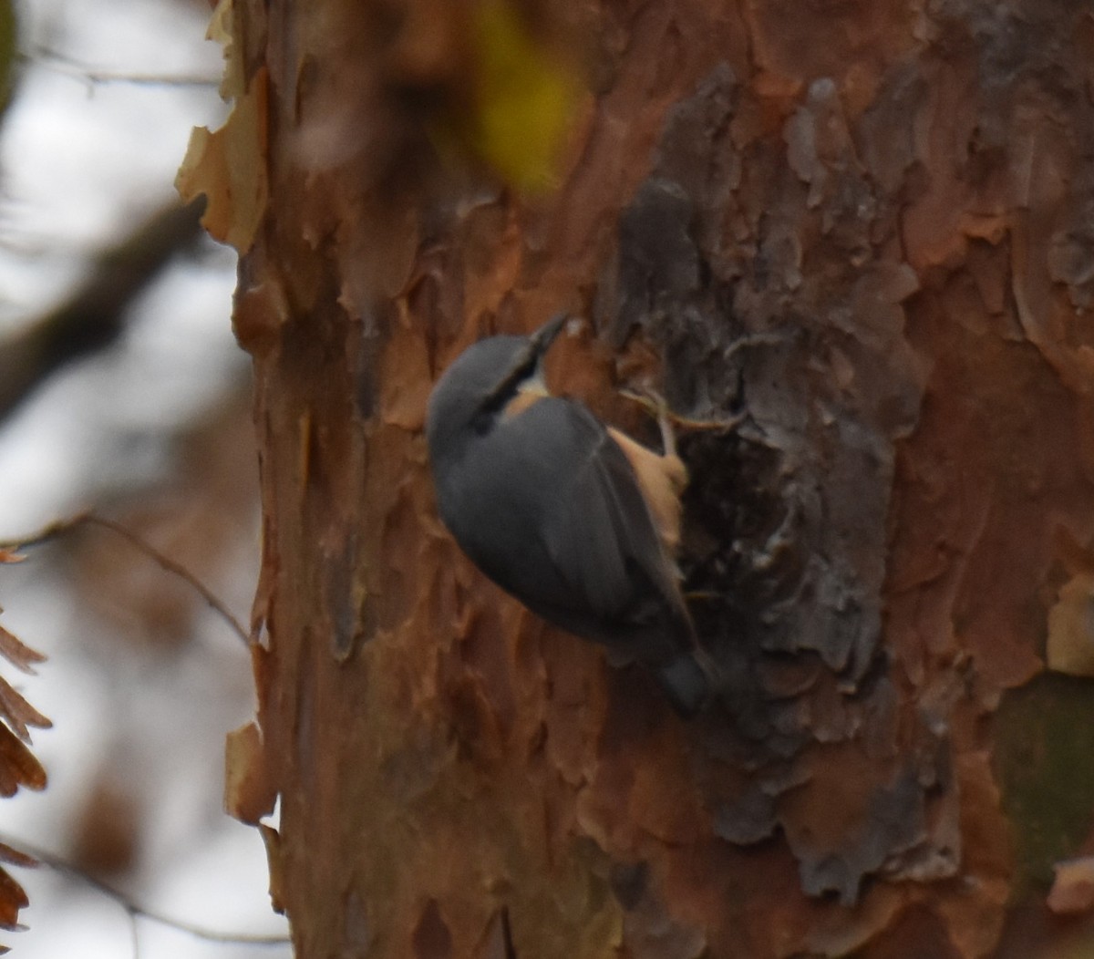 Eurasian Nuthatch - ML610989026