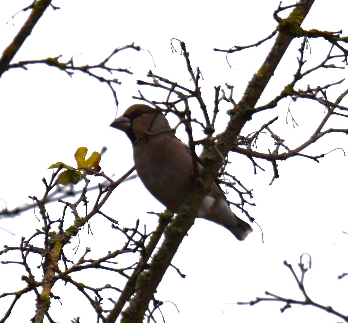 Hawfinch - ML610989075