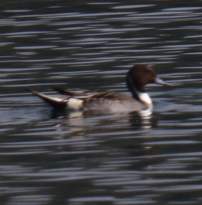 Northern Pintail - Ashish Jha