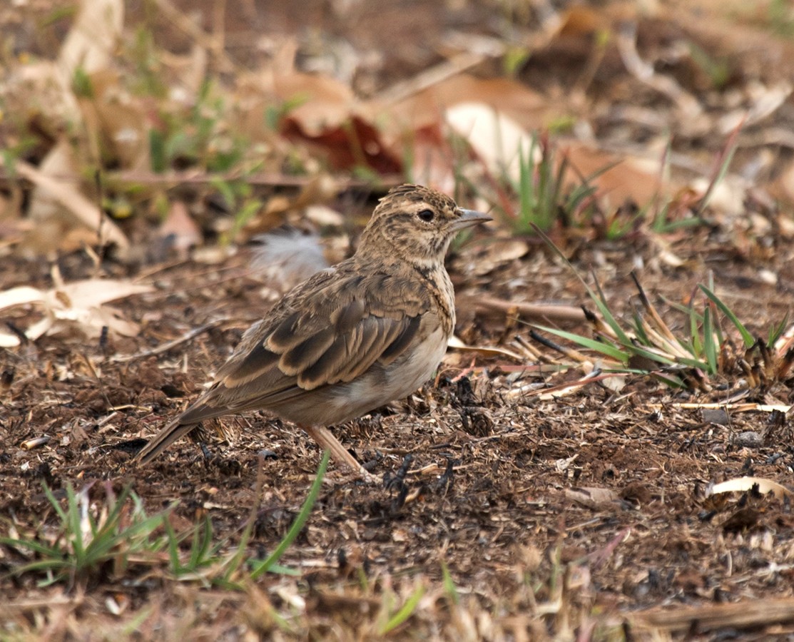 Malabar Lark - ML610989267