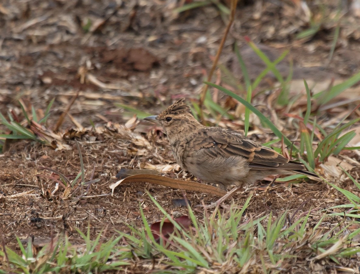 Malabar Lark - ML610989285