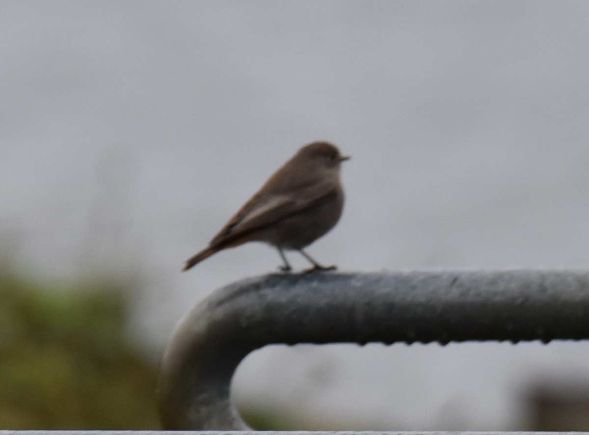 Black Redstart - ML610989339