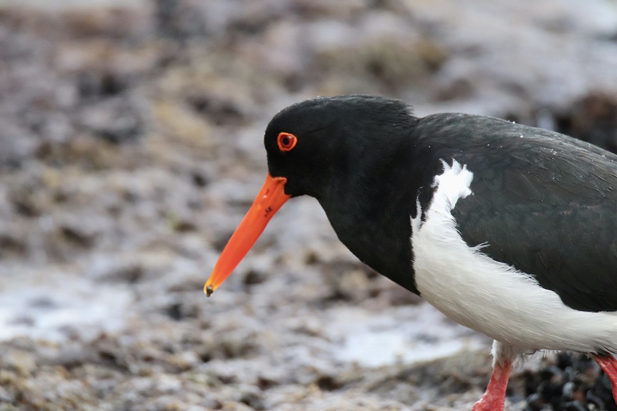 Pied Oystercatcher - ML610989357